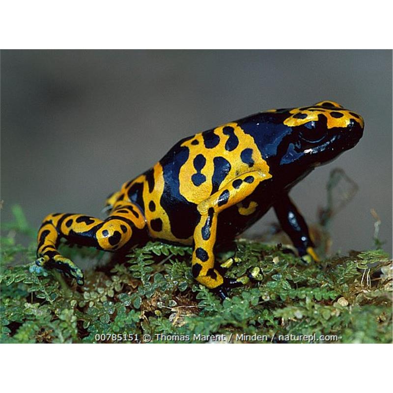 Broasca Dendrobates leucomelas (Yellow-banded poison dart frog) - imagine 4